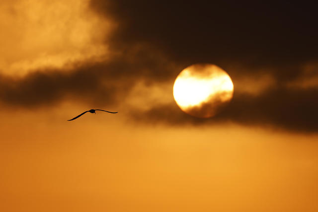 California forecast: Sweltering heat wave will hit the city with highs reaching 113 degrees