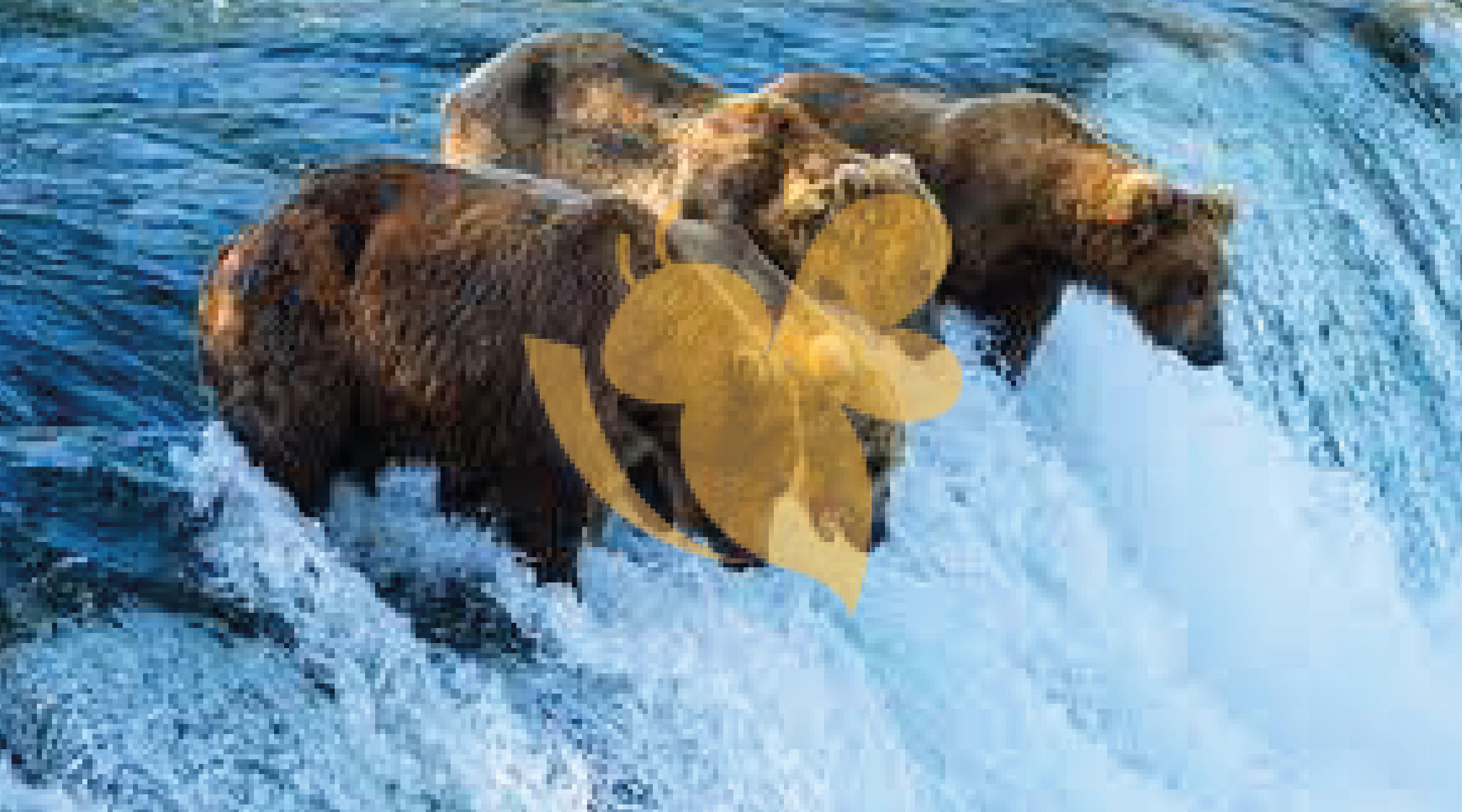 Fat Bear Week began at Katmai National Park and Preserve in Alaska.