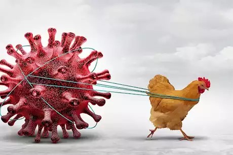 First Human Case of Bird Flu Fatality Confirmed in the U.S.