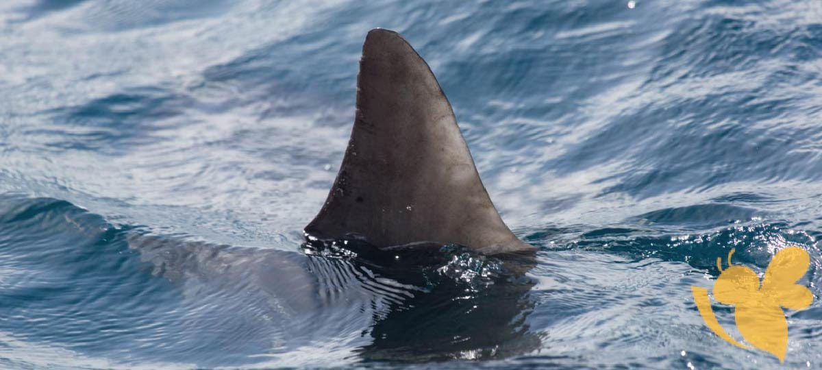 2 shark attacks happened in Florida, three people injured