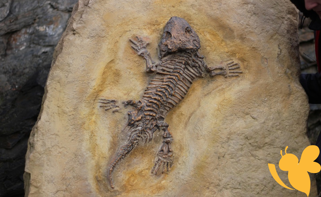 Raccoon-sized prehistoric lizard bones sat in a jar for two decades.