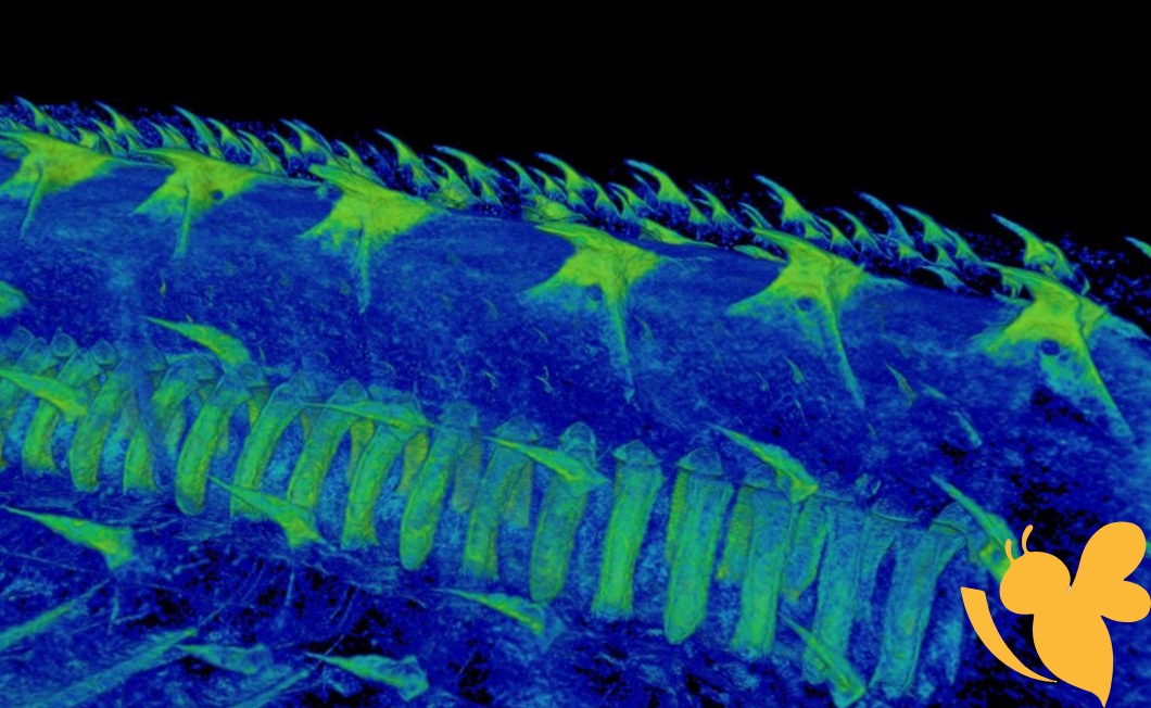 Scientists Reveal Teeth Originated from Ancient Fish Body Armo