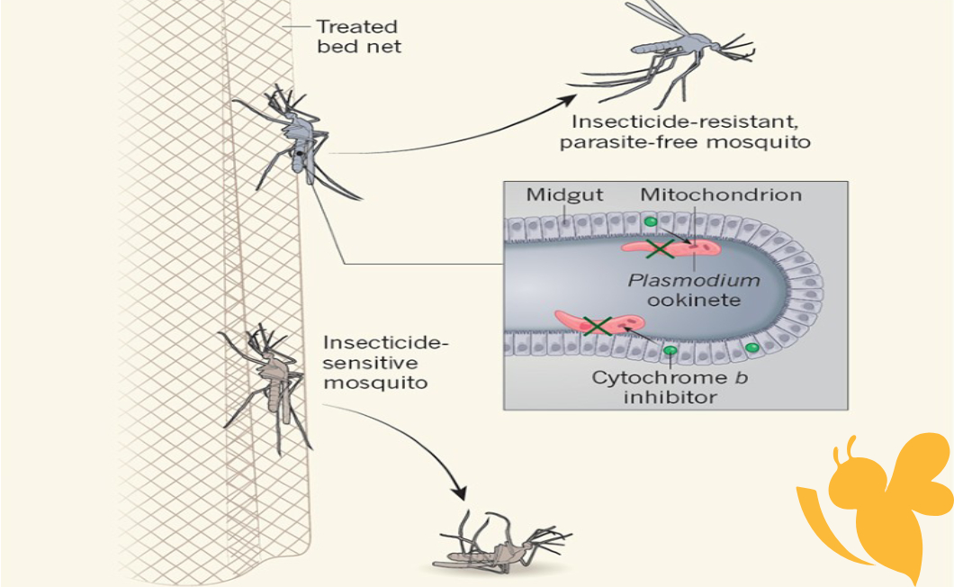 Breakthrough Malaria Control Kills Parasites Inside Mosquitoes, Boosting Net Effectiveness