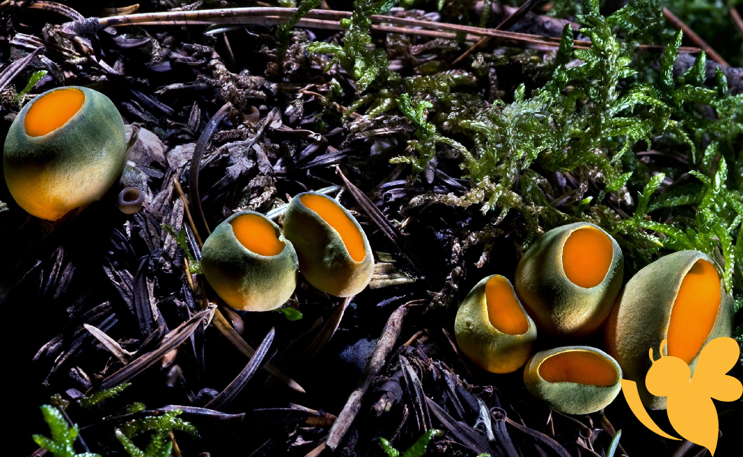 Dangerous strain of deadly toxic fungi kills 1.7 million annually, now reaching Europe