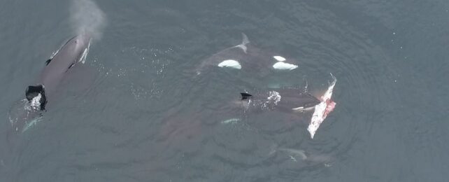 For the First Time, Orcas Observed Hunting Dolphins off Chilean Coast
