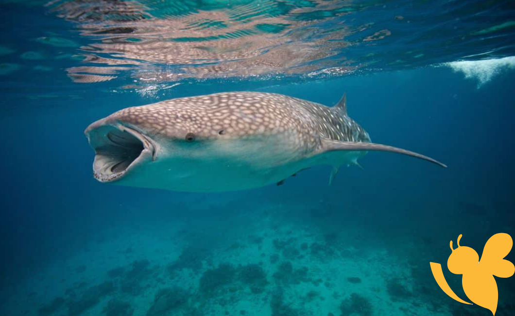 Scientists warn darkening oceans threaten marine life