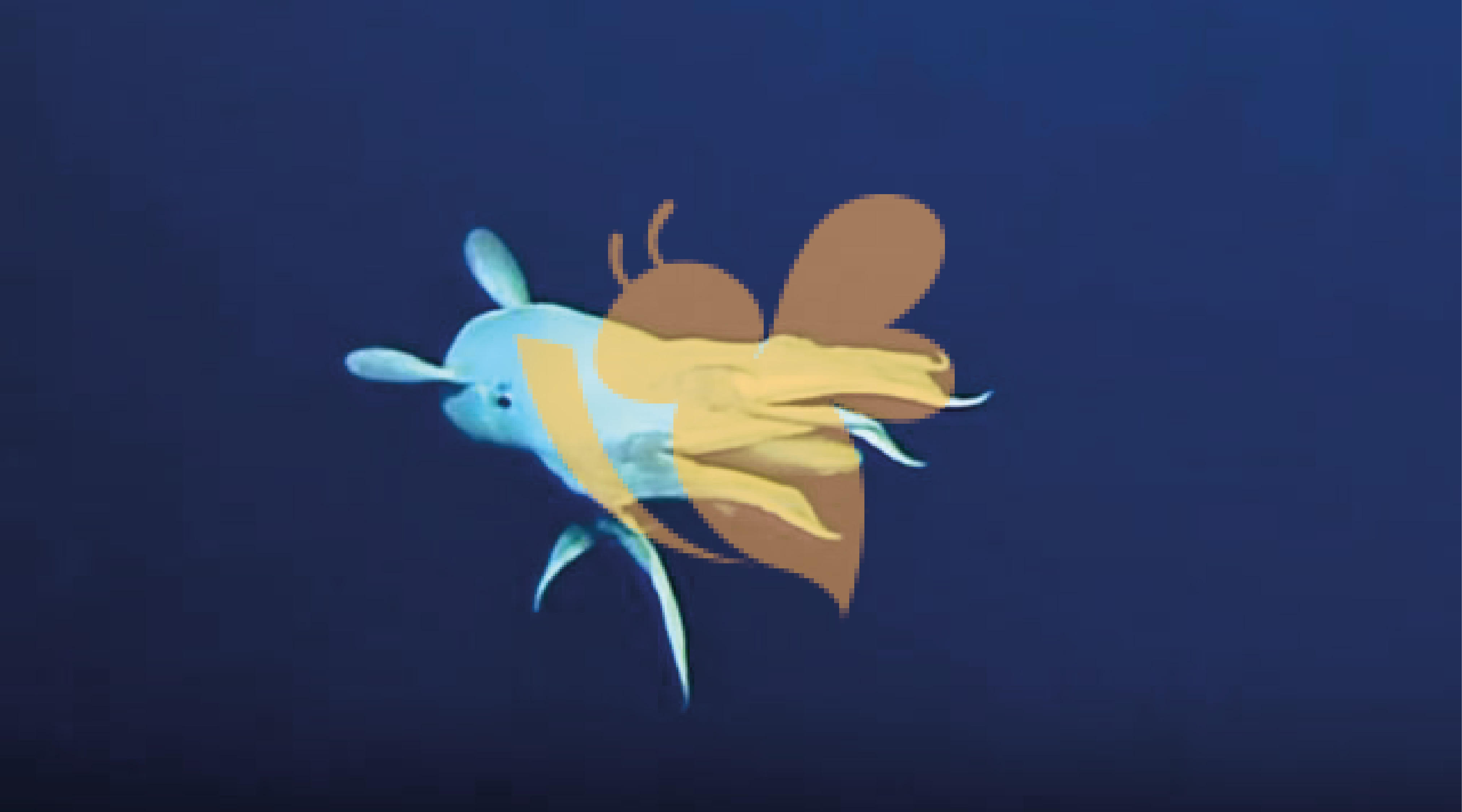During deep-sea exploration rare octopus spotted