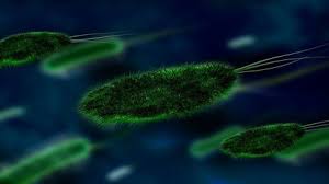 Rwanda confirmed 26 cases Marburg virus disease outbreak